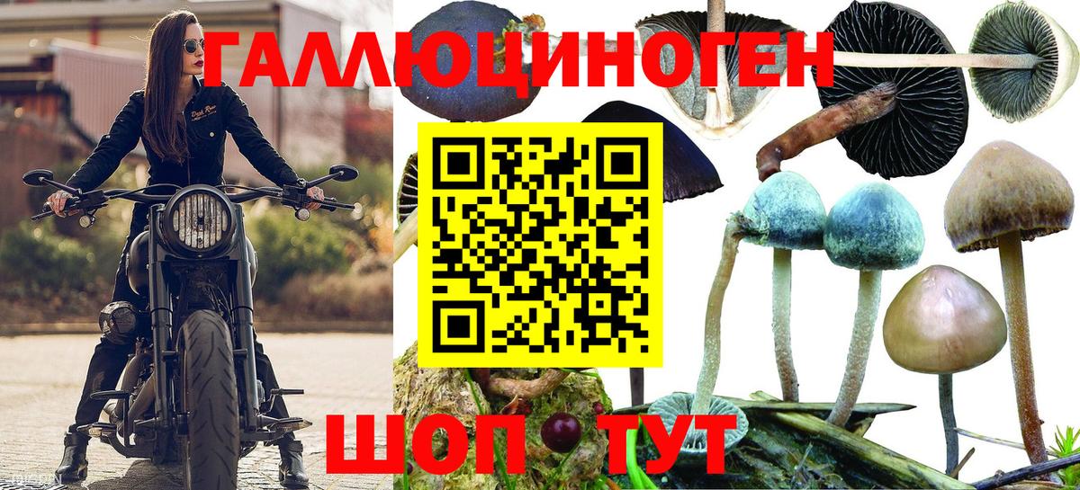 Медногорск  цена   Вход с VPN  Псилоцибиновые грибы мицелий 